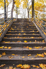 Stairs in an autumn park covered with yellow leaves on a clear autumn day. Park.