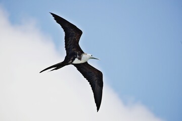 Fregattvogel im Flug