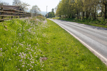 Wild flowers along the roadside.
