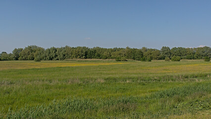 Fototapeta premium Sunny meadow with trees in Kalkense meersen nature reserve, Flanders, Belgium