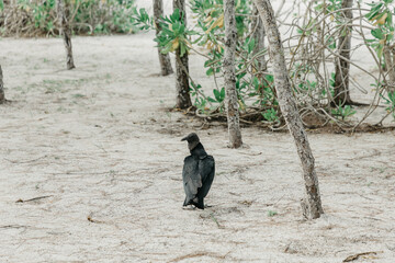 Isla de la Pasi&oacute;n, Cozumel.