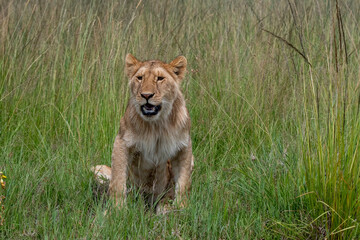Portrait of a young male lion in the Masai Mara, Kenya