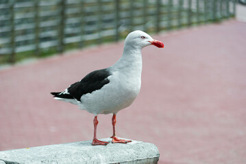 seagull on the pier 
