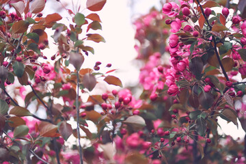 Trees in colors with space to copy. A close-up image of bright pink flowers blooming in spring. A blooming branch of a pink apple tree. High quality photo