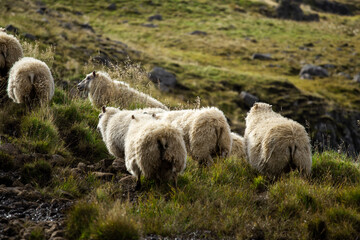 Fototapeta premium Icelandic Sheep Graze in the Mountain Meadow near Ocean Coastline, Group of Domestic Animal in Pure and Clear Nature. Ecologically Clean Lamb Meat and Wool Production. Scenic Area