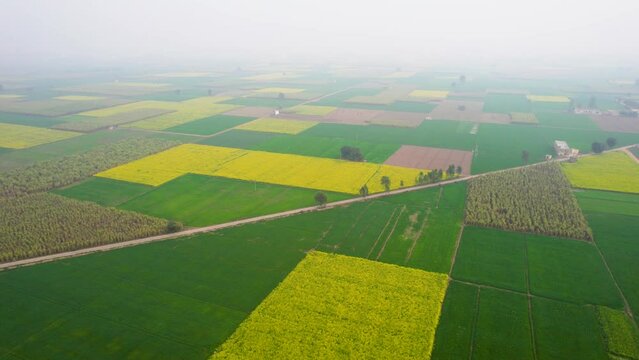 aerial drone shot flying forward over yellow and green mustard feilds with house home hut in middle near rajasthan punjab in India Asia