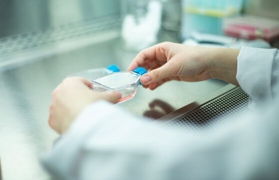 cell culture at the  biosafety cabinet