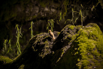 Beautifull photo of little bird in the park.