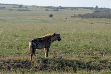 Spotted Hyena - Crocuta crocuta after meals walking in the park. Beautiful sunset or sunrise in Amboseli in Kenya, scavenger in the savanna, sandy and dusty place with the grass.