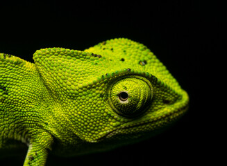 Chamaeleo africanus