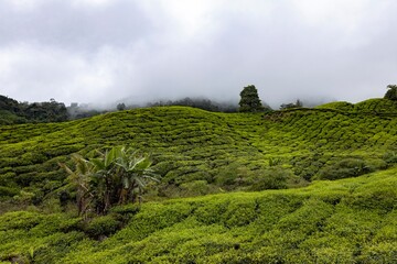 Tea plantation in Malaysia.