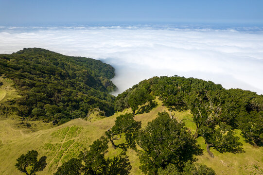 Thefanal Forest, Madeira Island, Portugal. Arieal photography