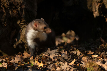 Beech marten or Martes foina also known as stone marten or white-breasted marten