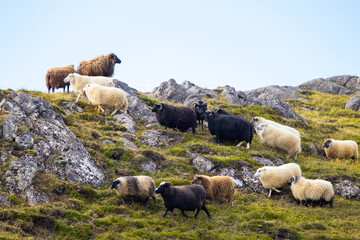 Naklejka premium Icelandic Sheep Graze in the Mountain Meadow, Group of Domestic Animal in Pure and Clear Nature. Beautiful Icelandic Highlands. Ecologically Clean Lamb Meat and Wool Production. Scenic Area
