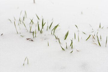 Green grass growing under snow, coming spring concept