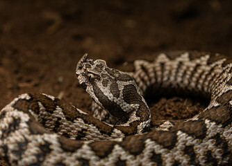 Vipera ammodytes