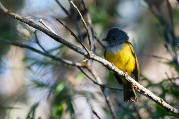 Close up of grey-headed canary flycatcher or Culicicapa ceylonensis