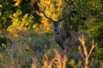 Red deer stag or Cervus elaphus in a forest