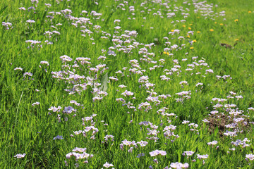 Fototapeta premium Wild flowers along the roadside.