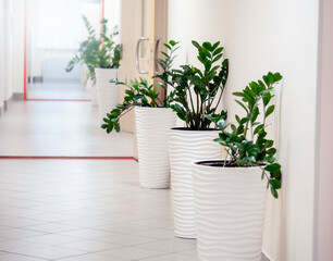 An empty hallway with potted plants.