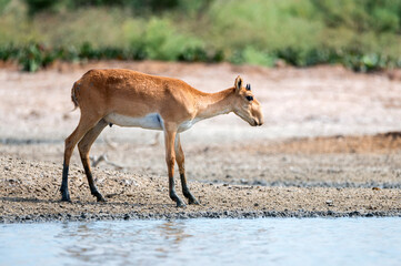 Young saiga antelope or Saiga tatarica walks in steppe near water