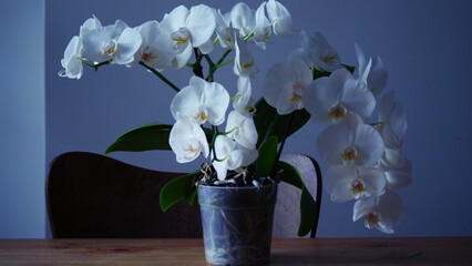 Nature morte, portrait d'orchidées.