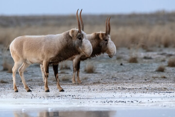 Saiga antelope or Saiga tatarica walks in steppe near waterhole in winter