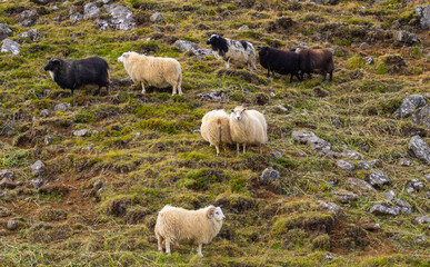 Fototapeta premium Icelandic Sheep Graze in the Mountain Meadow, Group of Domestic Animal in Pure and Clear Nature. Beautiful Icelandic Highlands. Ecologically Clean Lamb Meat and Wool Production. Scenic Area