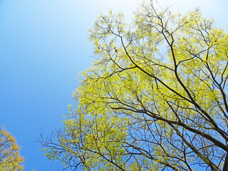 樹木と空