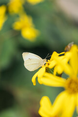 Wild flowers and butterfly in a meadow in nature sunlight close-up of a macro