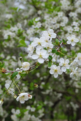 Blooming apple tree on a blurred natural background with bokeh. Selective focus. High quality vertical abstract photo. 