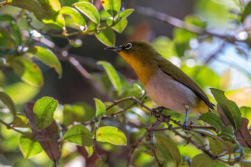Sri Lankan white-eye or Zosterops ceylonensis an endemic species of Sri Lanka.