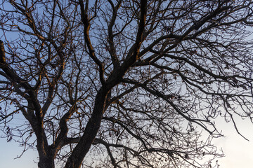 Black silhouette of a walnut tree without leaves and nuts is on a blue sky background