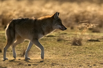 Eurasian wolf or Canis lupus lupus walks in steppe