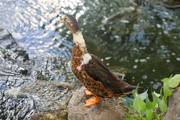 duck bird on water and rock