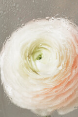 soft selective focus, art delicate buttercup flower in motion, plants behind wet glass. gift card, bouquet for international women's day or birthday. floristry, composition of blossom for wedding or