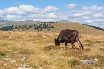 Scenic view of Carpathians mountains view from Transalpina road at Ranca in Romania