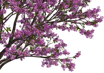 3D render tree branches with flowers on transparent background