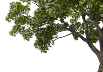 3D render tree branches with flowers on transparent background