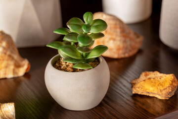 A small green succulent flower in a pot on a wooden shelf. There are flowers and shells around. The concept of coziness and comfort. The interior. Close-up. Selective focus
