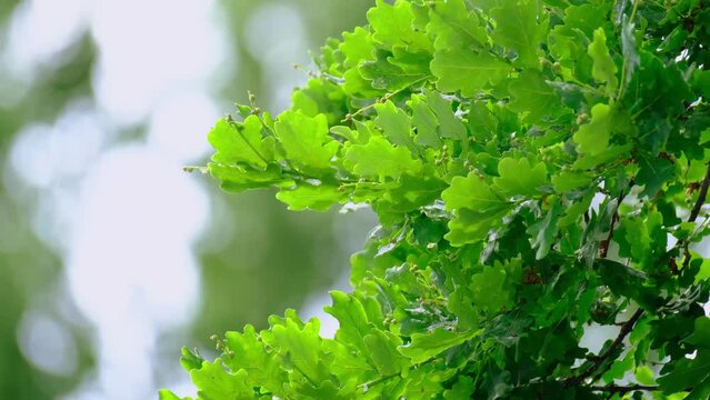Rain Storm, Wind Gusts, young green oak foliage, Quercus robur leaves, spring, summer season in park, forest with blurry bokeh, nature protection, concept Severe Weather, background for designer
