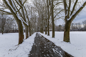 Winter landscape with snow. Snow-covered sycamore alley. Straznice - Czech Republic