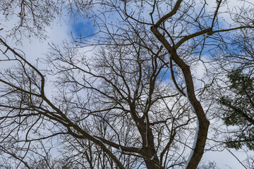 Fototapeta premium Winter landscape with snow. Beautiful park with trees - Straznice - Czech Republic