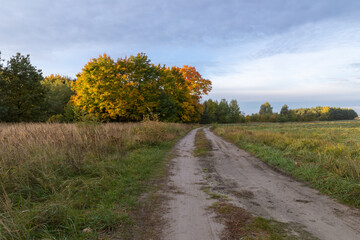 Fototapeta premium View of bright colorful autumn forest on sunny day. Orange, yellow, red leaves of trees. Path deep into the forest in the middle.