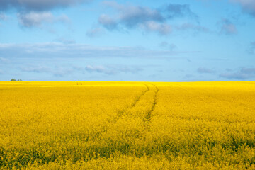 Obraz premium Beautiful bright rural landscape with yellow rapeseed field against a blue sky with clouds on sunny spring day.