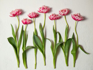 seven tulips lie in a row