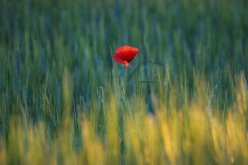 lonely red poppy in a wheat field