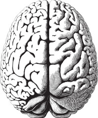 Anatomy draw - brain