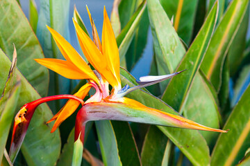 Strelitzia reginae. Blooming flower of the plant strelitzia royale.
