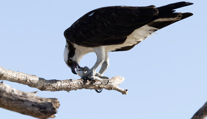white tailed eagle